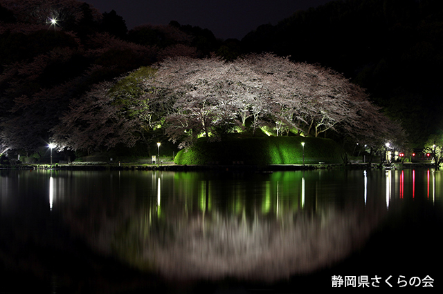 写真：静岡県さくらの会さくらの会写真コンクール平成22年度静岡県内の桜部門準特選「夜桜幻影」