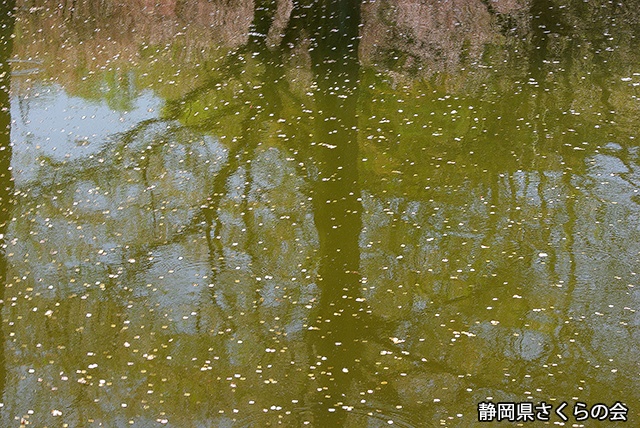 写真：静岡県さくらの会さくらの会写真コンクール平成22年度静岡県内の桜部門入選「桜散る頃」加藤公義