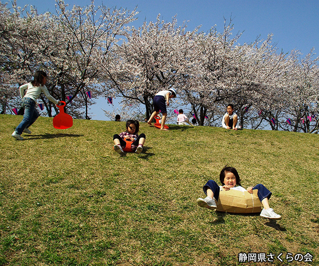 写真：静岡県さくらの会さくらの会写真コンクール平成22年度静岡県内の桜部門入選「桜堤に遊ぶ」