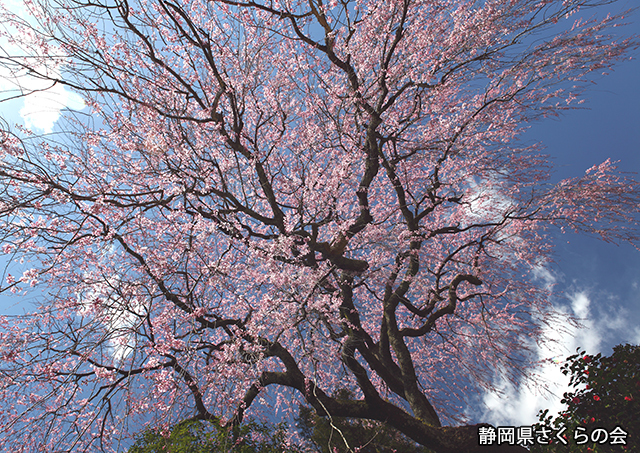 写真：静岡県さくらの会さくらの会写真コンクール平成22年度静岡県内の桜部門入選「青空に枝垂れて」
