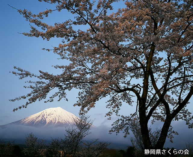 写真：静岡県さくらの会さくらの会写真コンクール平成22年度富士山と桜景観部門入選「夕照の一本桜」