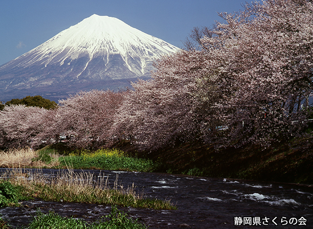 写真：静岡県さくらの会さくらの会写真コンクール平成22年度富士山と桜景観部門準特選「春本番」