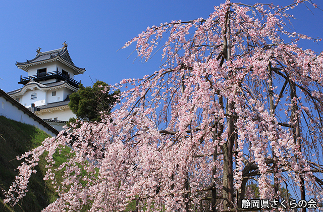 写真：静岡県さくらの会さくらの会写真コンクール平成22年度静岡県内の桜部門入選「城としだれ桜」