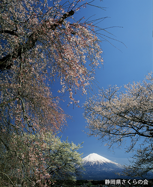 写真：静岡県さくらの会さくらの会写真コンクール平成22年度富士山と桜景観部門入選「桜花競演」