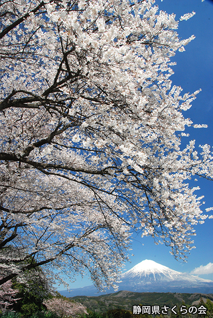 写真：静岡県さくらの会さくらの会写真コンクール平成22年度富士山と桜景観部門入選「日本の美の競演」
