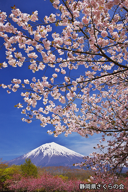 写真：静岡県さくらの会さくらの会写真コンクール平成22年度最優秀賞「春風そよぐ」