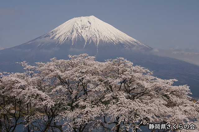 写真：静岡県さくらの会さくらの会写真コンクール平成22年度富士山と桜景観部門入選「桜満開」