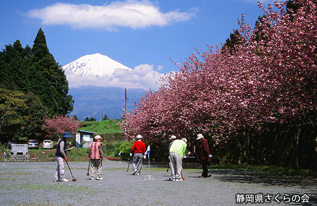 写真：静岡県さくらの会さくらの会写真コンクール平成22年度富士山と桜景観部門入選「春麗ら」
