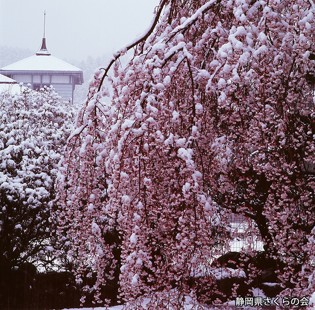 写真：静岡県さくらの会さくらの会写真コンクール平成22年度静岡県内の桜部門特選「降り頻る春雪」