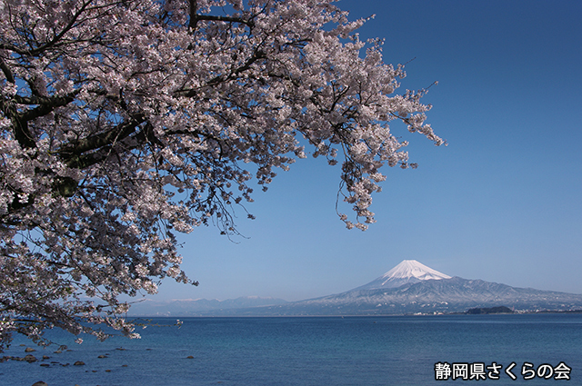 写真：静岡県さくらの会さくらの会写真コンクール平成22年度富士山と桜景観部門入選「はるの海辺」