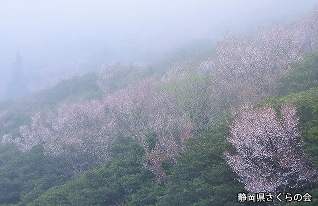 写真：静岡県さくらの会さくらの会写真コンクール平成22年度静岡県内の桜部門入選「朝霧流れて」