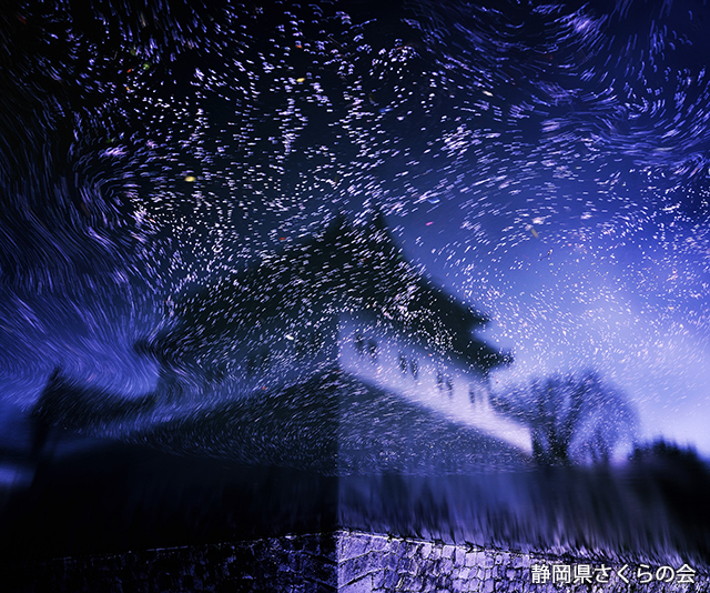 写真：静岡県さくらの会さくらの会写真コンクール平成27年度最優秀賞「桜香時雨」