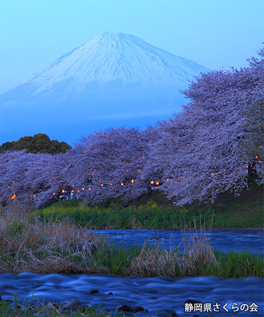 写真：静岡県さくらの会さくらの会写真コンクール平成27年度富士山と桜部門入選「龍厳渕の夕暮れ」