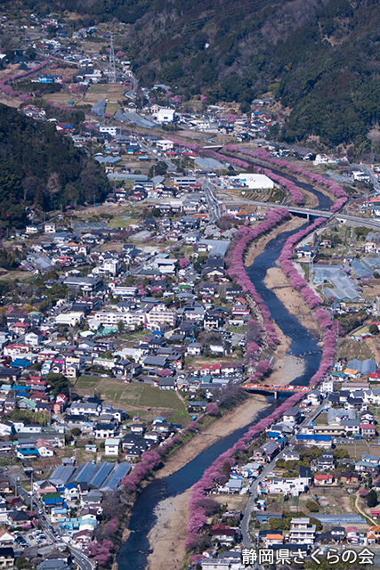 写真：静岡県さくらの会さくらの会写真コンクール平成27年度静岡県内の桜部門入選「さくらみち」