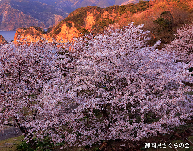 写真：静岡県さくらの会さくらの会写真コンクール平成27年度静岡県内の桜部門特選「黄金のさくら」