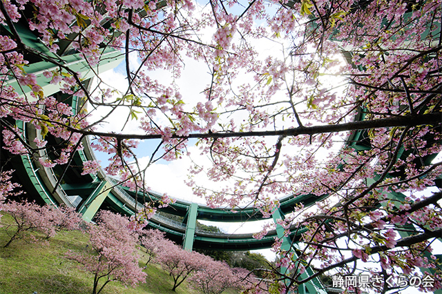 写真：静岡県さくらの会さくらの会写真コンクール平成27年度特別賞（道路利用者会議会長賞）「ループ橋の下に咲く」