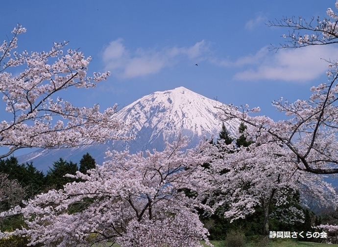 写真：平成28年度富士山と桜部門入選「春の色」