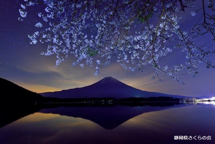 写真：幻想夜桜
