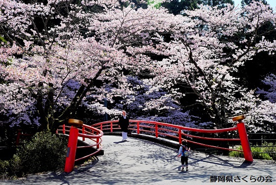 写真：桜橋の出来事