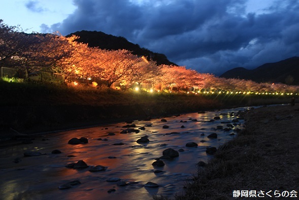 写真：夜桜と川津桜の彩り