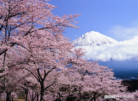 写真：桜花と共演