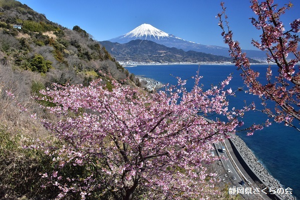 写真：峠の桜