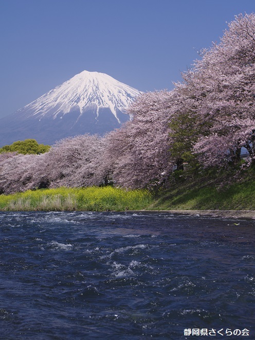 写真：潤井川の春