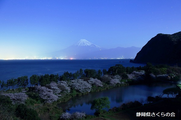 写真：月夜のオアシス