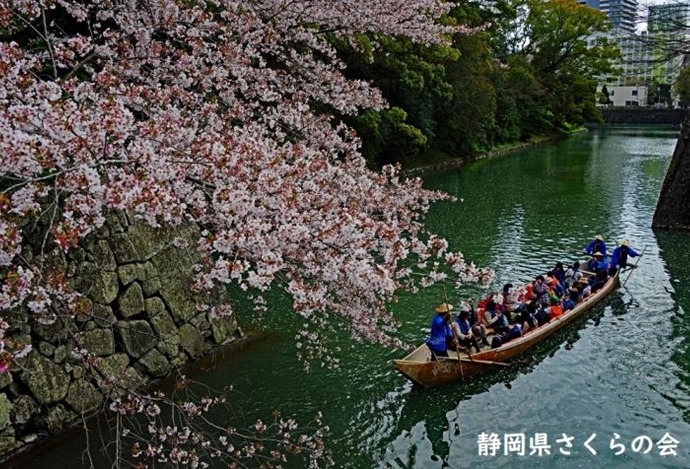 写真：花見遊覧