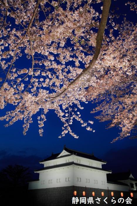 写真：たつみやぐらと桜