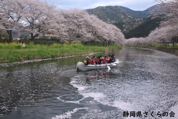 写真：桜に囲まれて