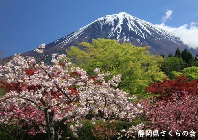 写真：春の彩どり