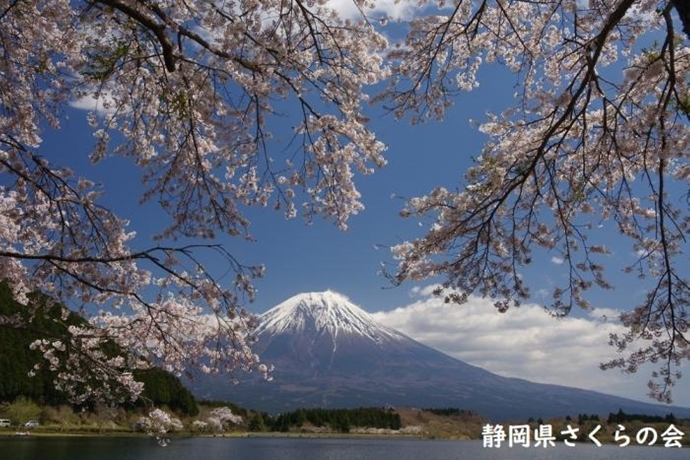 写真：満開の桜