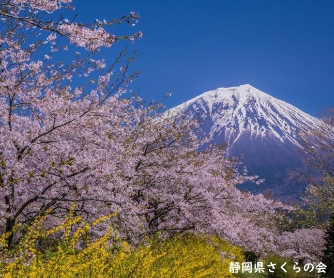 写真：溢れる春の彩り