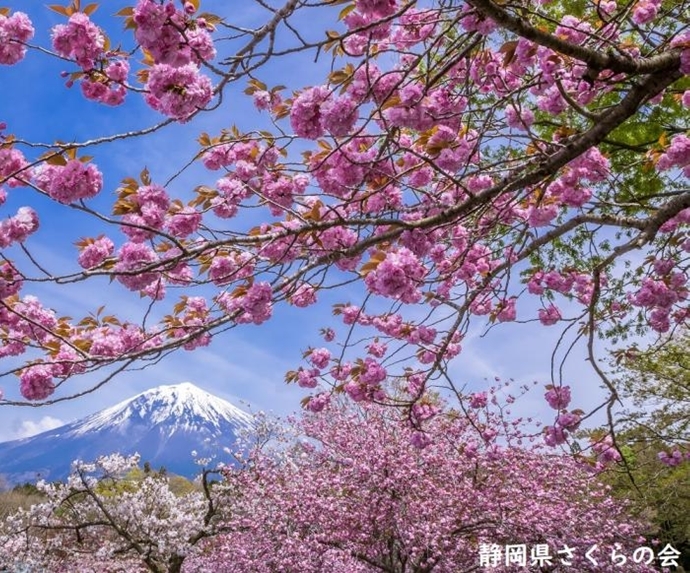 写真：桜花爛漫