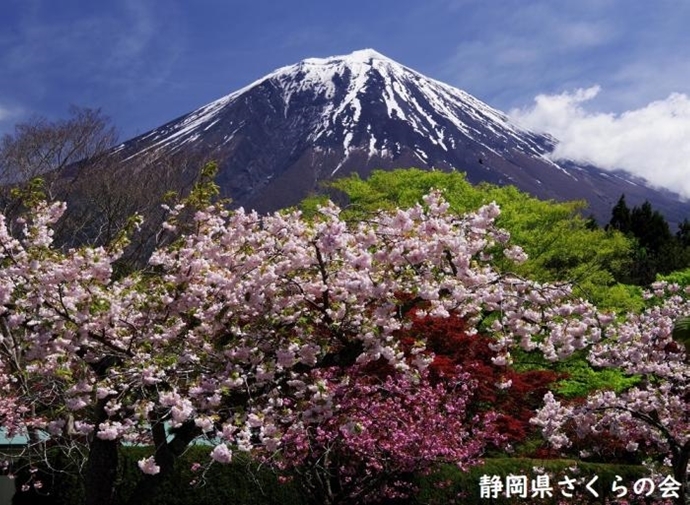 写真：八重桜富士と競演