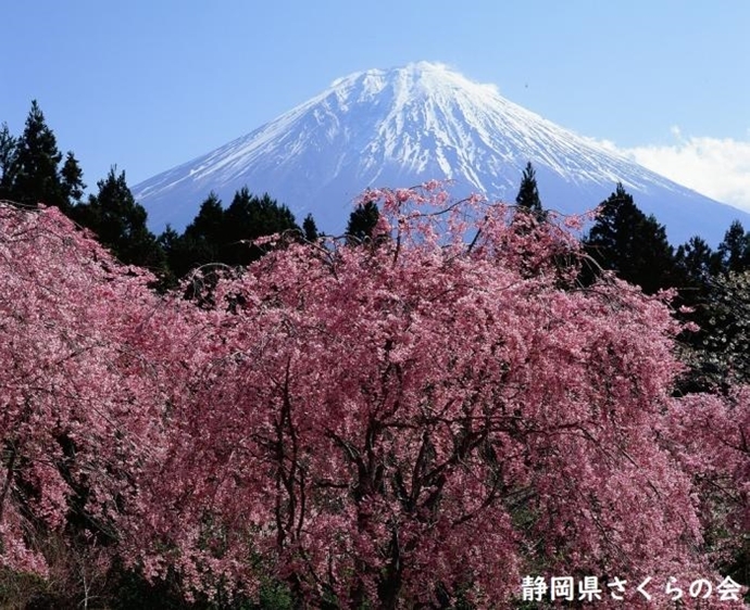 写真：満開の八重桜