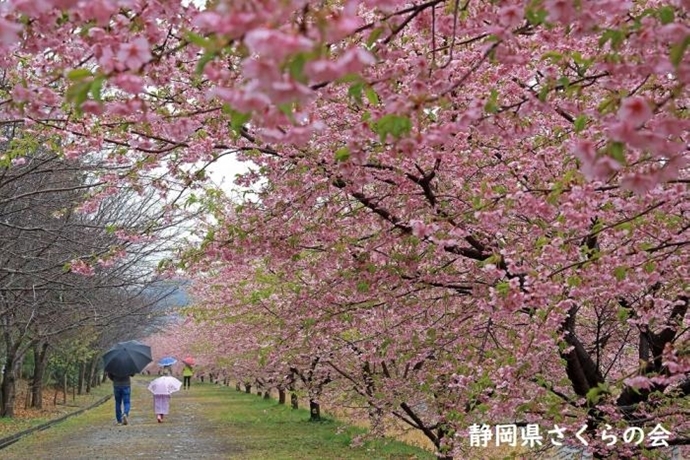 写真：小雨のお花見