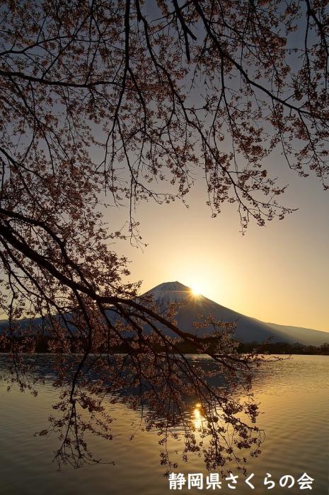 写真：春暁