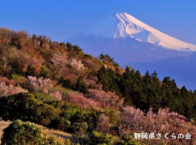 写真：朝陽に彩る