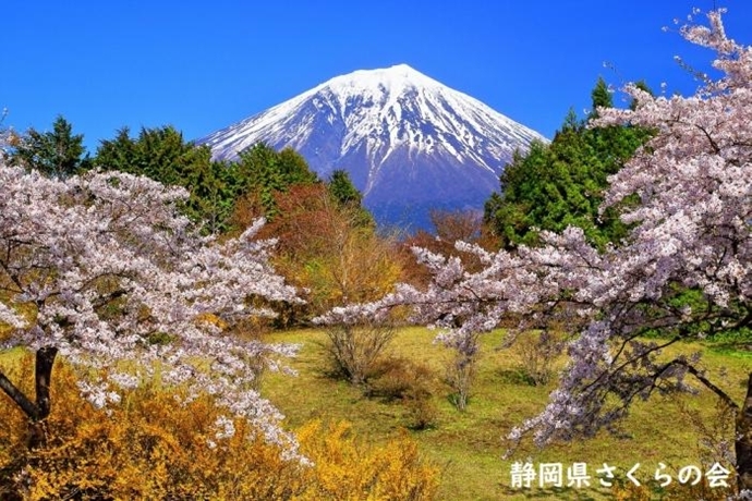 写真：彩る陽春