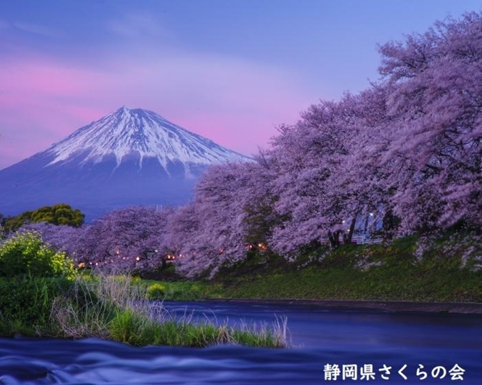 写真：灯点し頃の菜の花小富士