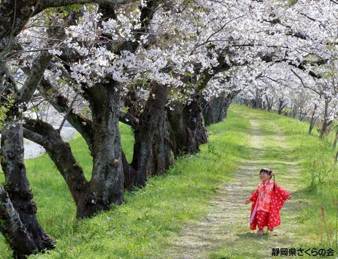 写真：ひとりだけのお花見