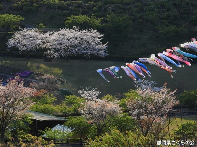 写真：春爛漫