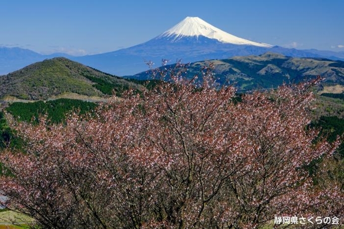 写真：豆桜の彩り