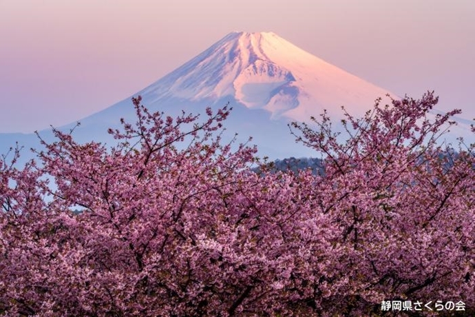 写真：春紅に染まって