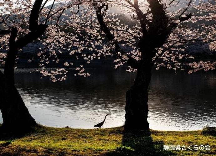 写真：朝の光に