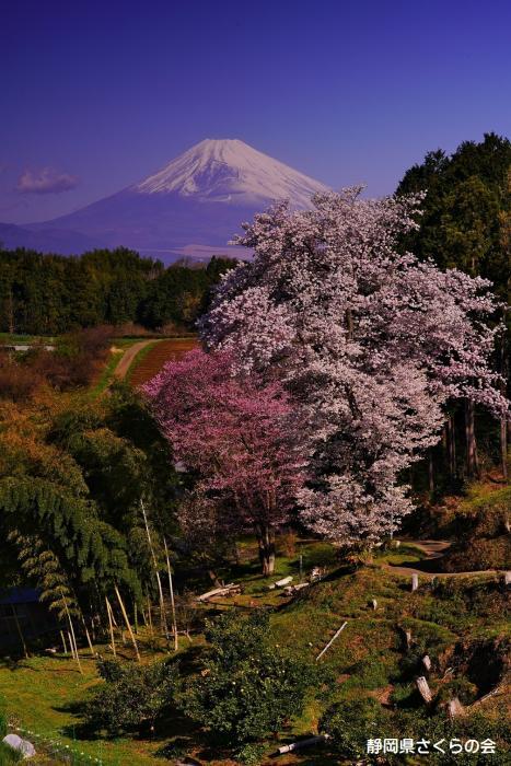 写真：紅白桜の春