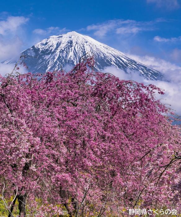 写真：春爛漫