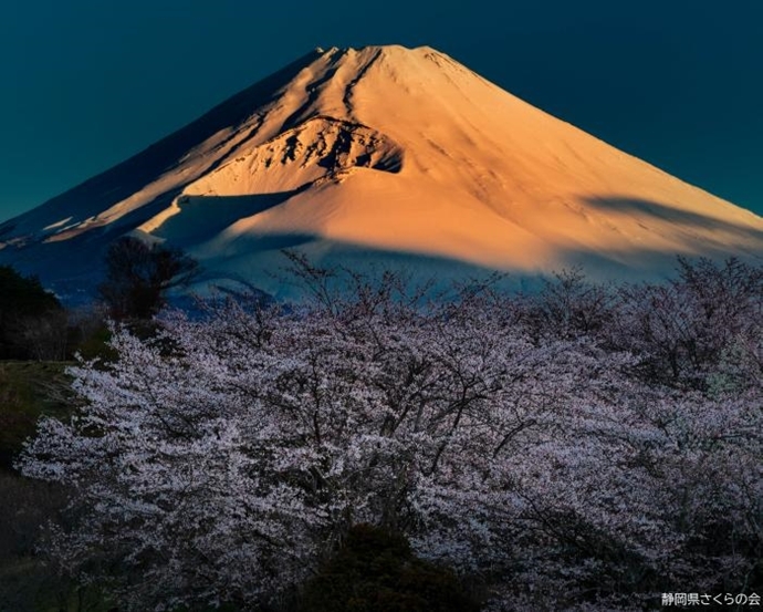 写真：特選富士山と桜